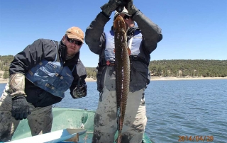 Weighing tiger muskie during a population survey - (New Mexico Game and Fish).