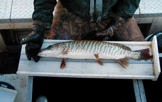 New Mexico Game and Fish biologist measuring a tiger muskie during a population survey.