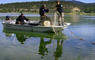 New Mexico Game and Fish biologists setting gill nets during a tiger muskie population survey.