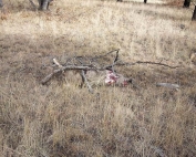 Game and Fish seek information on mule deer buck shot in Valle Vidal weekend of Nov. 1.