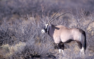 Oryx in New Mexico, United States