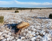 Game and Fish seek information on two cow elk illegally killed and left to rot.