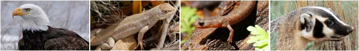 New Mexico State Wildlife Action Plan SWAP banner (left to right: Bald eagle, Dune sagebrush lizard, Jemez Mountain Salamander, Badger - photos by Mark Watson)