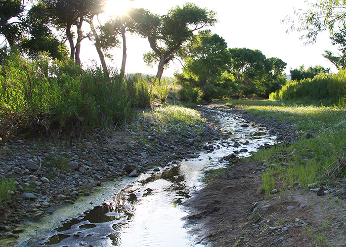 Mimbres River and surrounding riparian habitat on the NM Dept of Game and Fish River Ranch property. (Share with Wildlife, New Mexico Game and Fish)