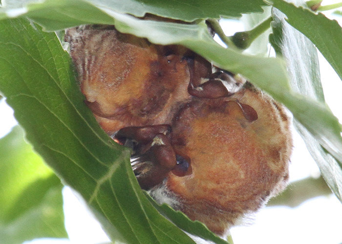 Pair of western red bats roosting in a cottonwood tree, one with radiotransmitter. (Dr. Keith Geluso)