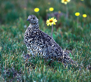 New Release 4-25-2016: Public meeting May 5 in Taos on white-tailed ptarmigan recovery plan white-tailed ptarmigan, NMDGF