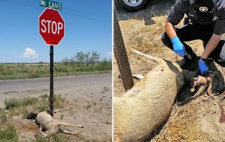 Enforcement OGT Operation Game Thief information reward for deer tied stop sign Deming, New Mexico