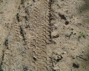 Enforcement OGT Operation Game Thief - Department seeking information on a mule deer killed out of season Rio Arriba County.