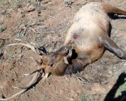 Department of Game and Fish, Operation Game Theif, seeking information on elk poached near Tres Piedras.