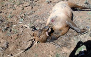 Department of Game and Fish, Operation Game Theif, seeking information on elk poached near Tres Piedras.