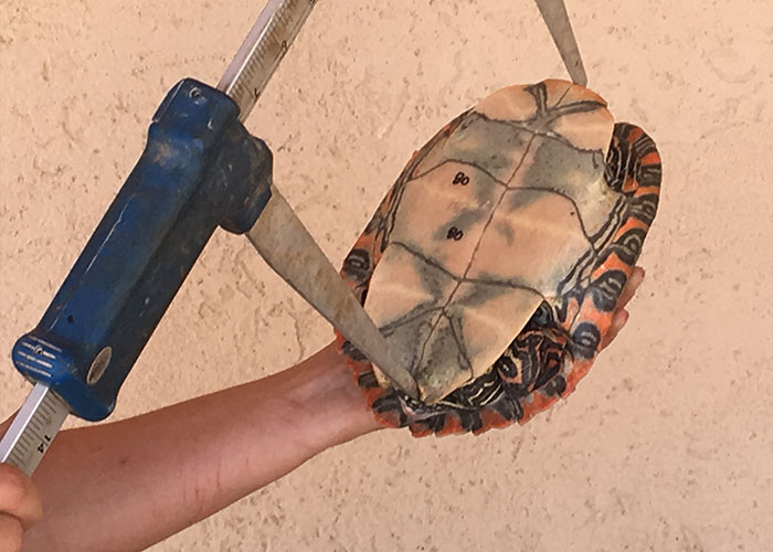 Share with Wildlife, New Mexico – Project Highlight: Tracking Turtle Survival