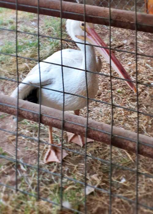 Share with Wildlife, New Mexico – Project Highlight: Desert Willow Wildlife Rehabilitation Center in Carlsbad