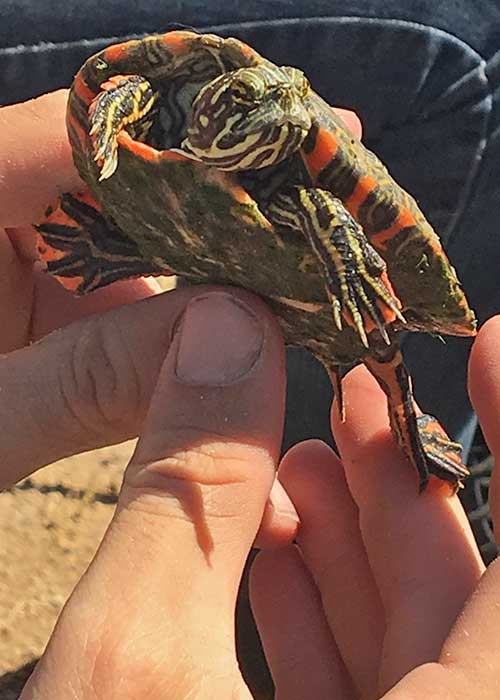 Share with Wildlife, New Mexico – Project Highlight: A New Cooter Location