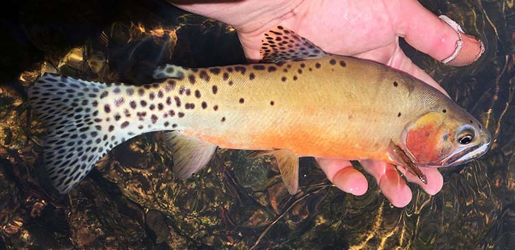 Rio Grande Cutthroat Trout - New Mexico Department of Game & Fish