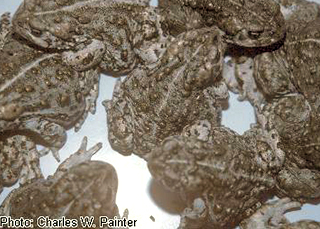 Share with Wildlife, New Mexico – Project Highlight: Mapping a Deadly Pathogen