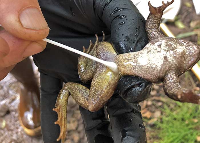 Share with Wildlife, New Mexico – Project Highlight: Mapping a Deadly Pathogen
