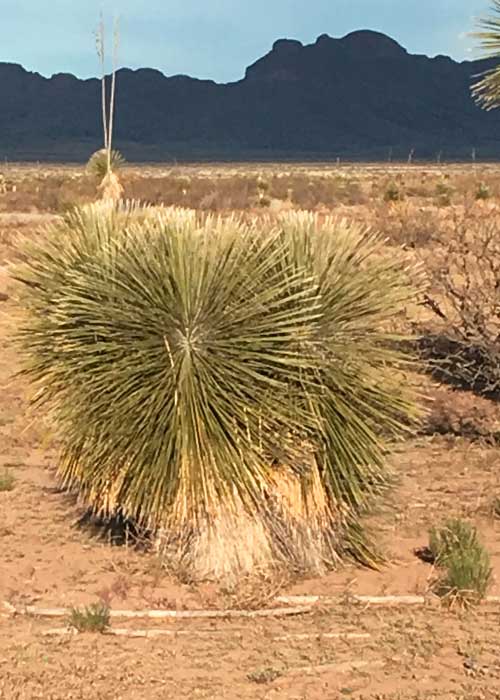 Tons of Diversity in the Bootheel - Project Highlight- Share with Wildlife, New Mexico Department of Game and Fish