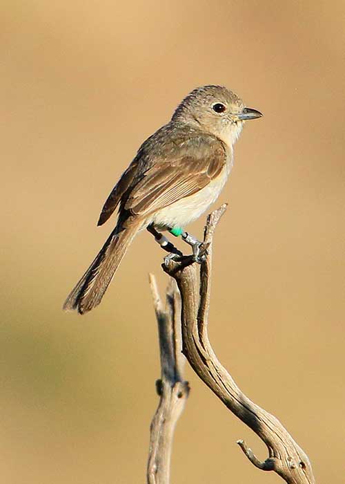 Gathering Data on Young Vireos- Project Highlight- Share with Wildlife, New Mexico Department of Game and Fish