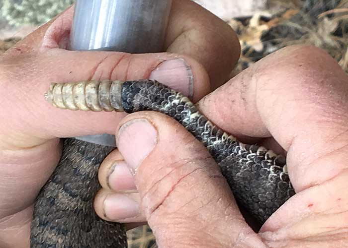 Tracking a Rare Snake Project Highlight- Share with Wildlife, New Mexico Department of Game and Fish
