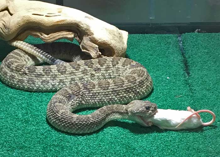 Wildlife Education and Rehabilitation, Project Highlight- Share with Wildlife, New Mexico Department of Game and Fish