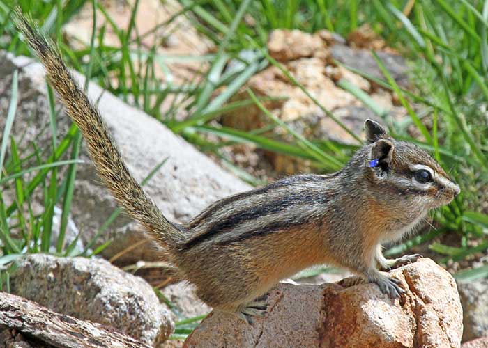 chipmunk trapping Archives 