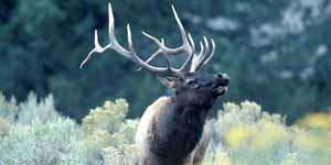 EPLUS from New Mexico Department of Game and Fish online. Participate in Elk Private Lands Use System here with information, applications and forms.