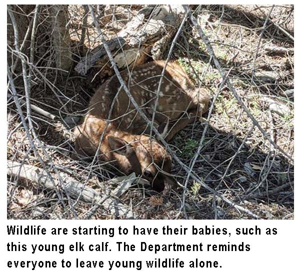Young elk, Public reminded to leave young wildlife alone, Department of New Mexico Game and Fish