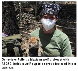 fostering image 1, New Mexico Department of Game and Fish, news 5-28-2020, Mexican wolf population gets genetic boost with a record 20 captive-born pups cross-fostered into wild packs