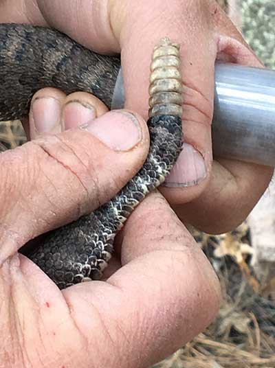 Tracking a Rare Snake - Share with Wildlife – Project Highlight - NMDGF