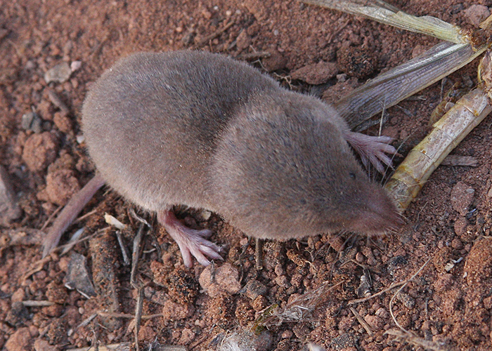 How Genetics Can Inform Management of the Least Shrew - New Mexico  Department of Game & Fish