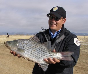 New Mexico Department of Game and Fish, News Release, NOV. 29, 2021: Public meetings to discuss potential stocking of hybrid striped bass into Caballo Reservoir