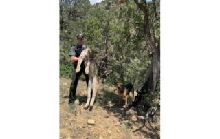 Resolved Mountain Lion wildlife complaint in Raton, NM. Mountain Lion was killing and eating pet dogs from landowners backyard.