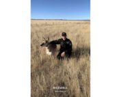 Live pronghorn posing for picture in Maxwell, NM.