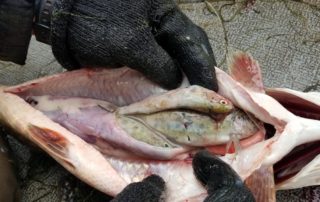 Northern Pike in Eagle Nest Lake are highly piscivorous (fish-eating), this one had multiple recently stocked Rainbow Trout in it’s stomach.