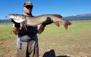 Northern Pike were unlawfully stocked sometime in the 2000’s. One finding from our research shows that as Northern Pike grow larger they eat more fish compared to smaller Pike.