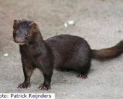 Share with Wildlife Project Highlight NMDGF: Do Mink Still Occur in New Mexico?