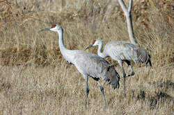 Apply now for sandhill crane and pheasant draw permits - New ...