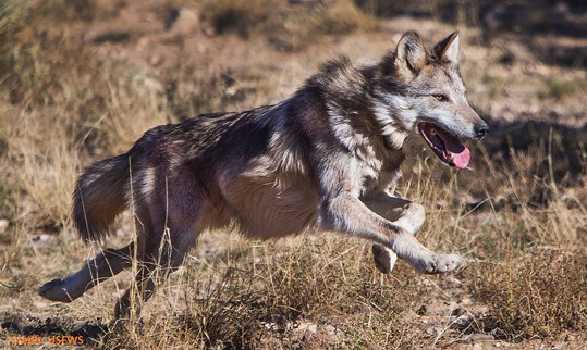 Wolf USFWS