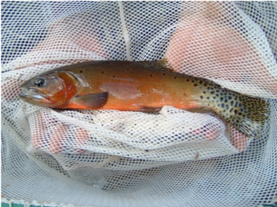 NMDGF RELEASE, JULY 7, 2022: Native Fish Restoration Planned for Middle Ponil Creek